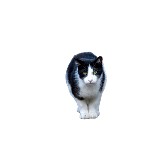 A Black And White Domestic Cat Standing Next To A Metal Fence On A Sidewalk In İZmir, TüRkiye. 19343 - Cat PNG image with transparent background